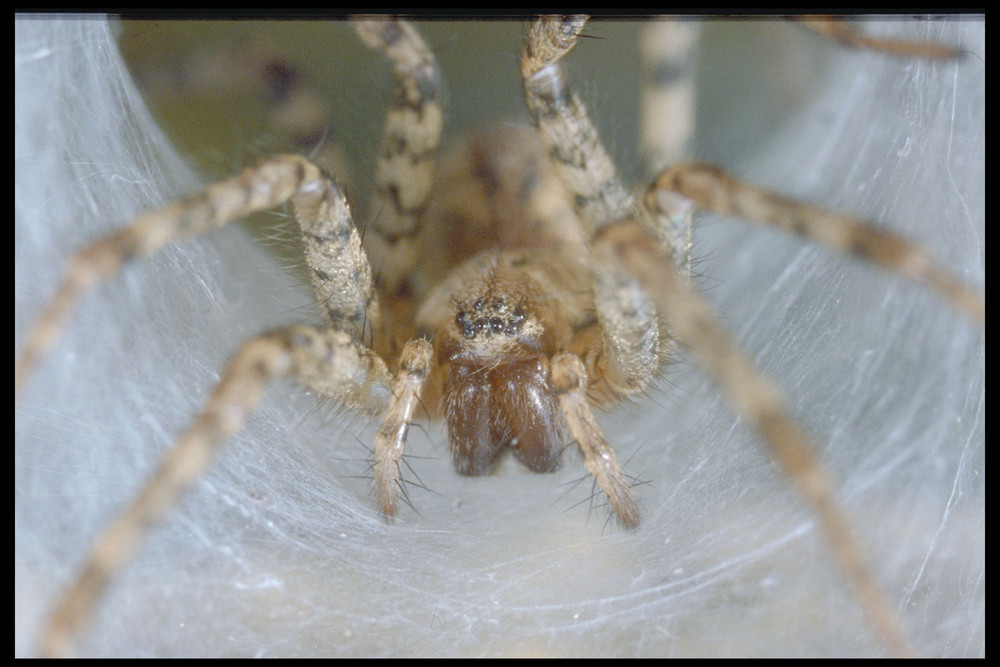 Hausspinne auf der Lauer