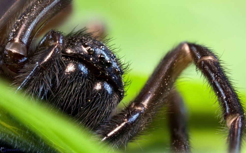 Hausspinne auf Tuchfühlung