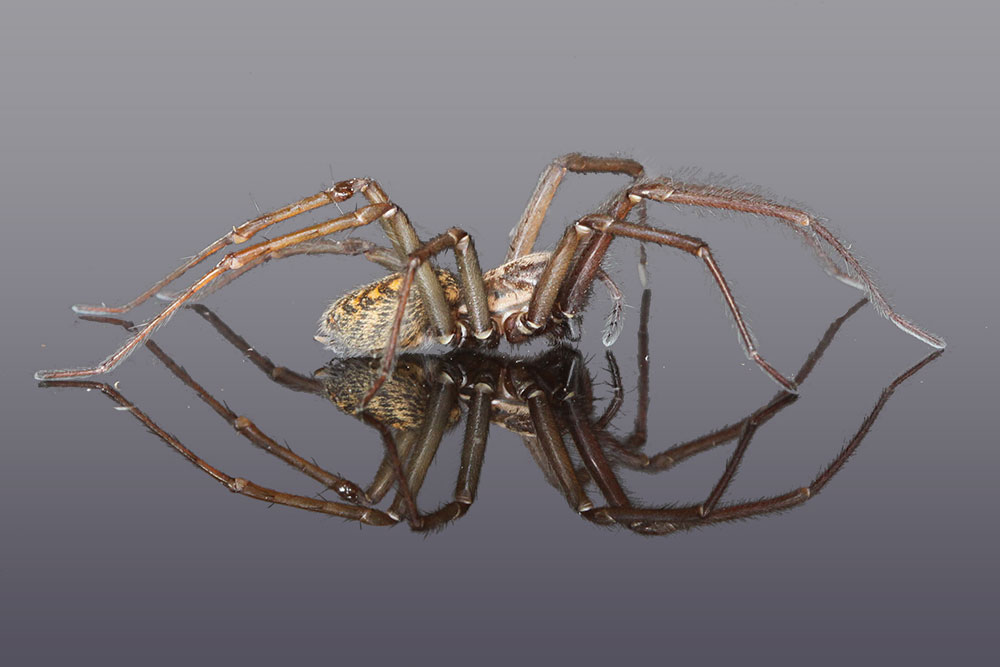 Hausspinne