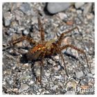 Hausspinne