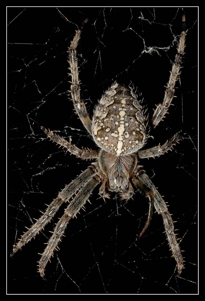 Hausspinne