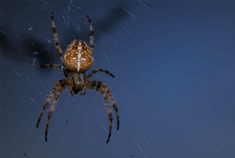 Hausspinne