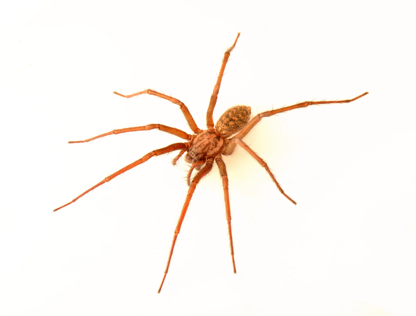 Hausspinne