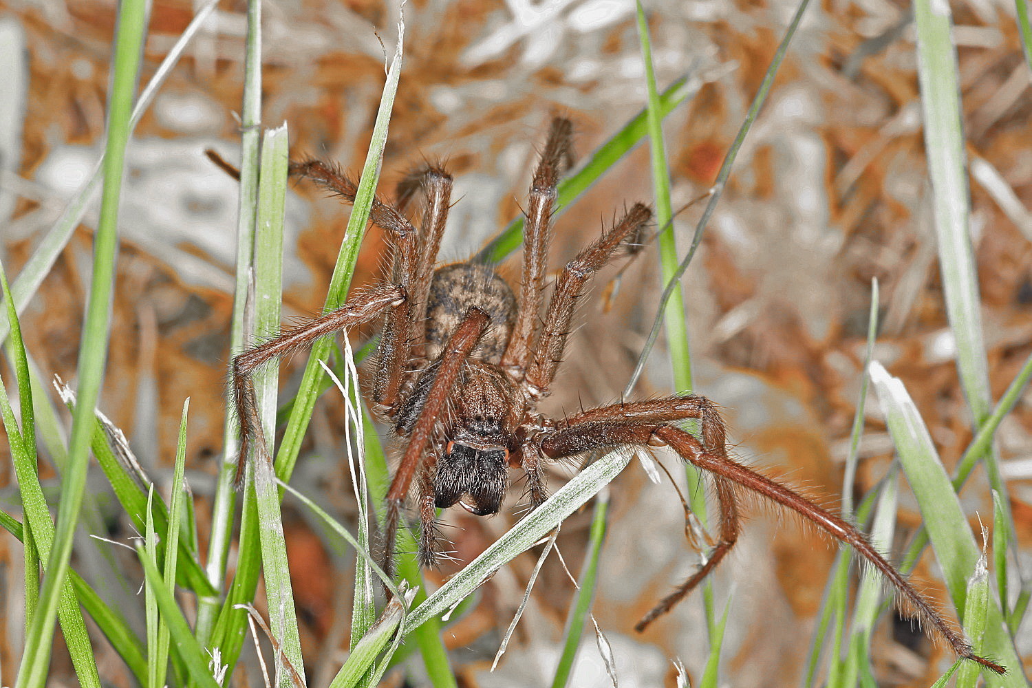 Hausspinne