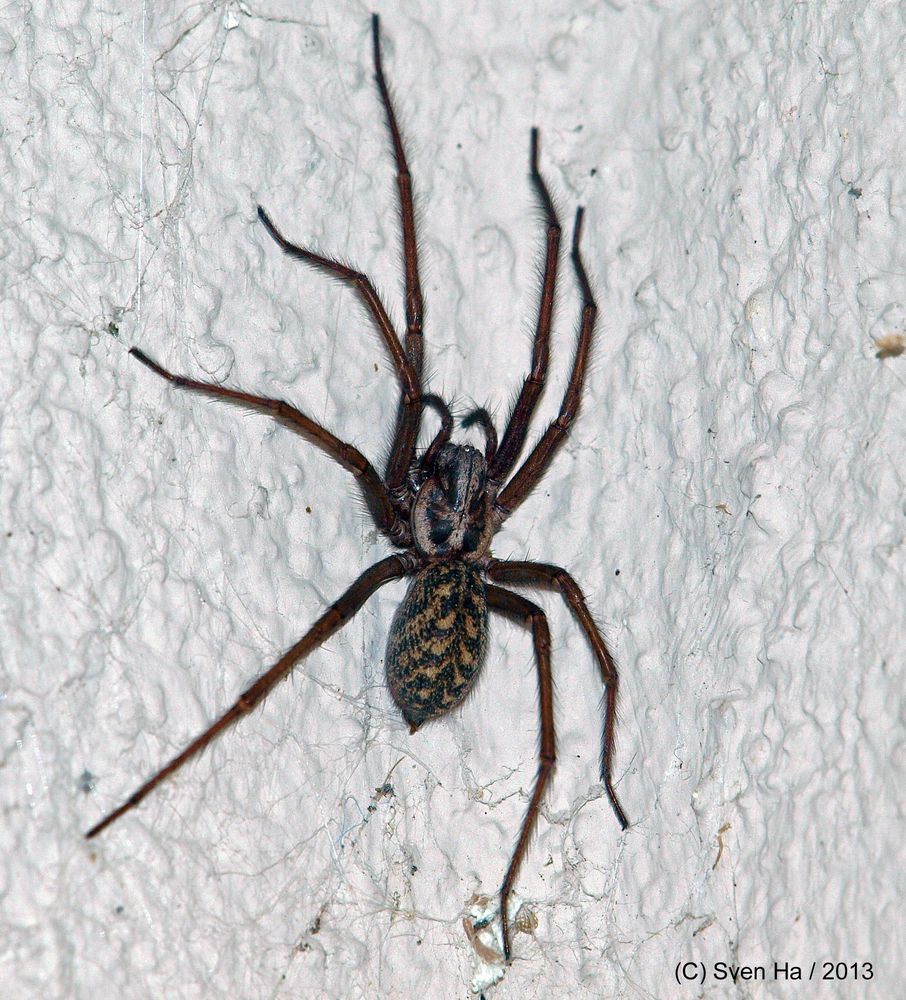 Hausspinne I