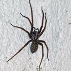 Hausspinne I