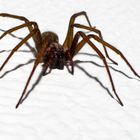 Hausspinne (Tegenaria atrica)