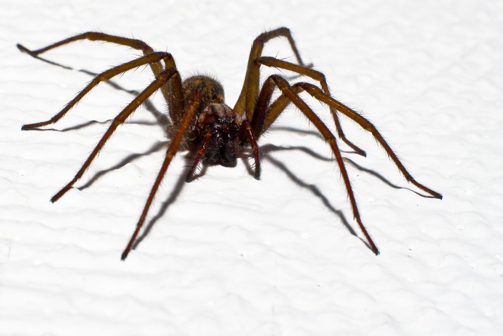 Hausspinne (Tegenaria atrica)