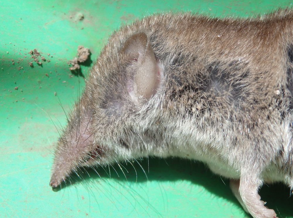 Hausspitzmaus (Crocidura russula)