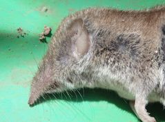 Hausspitzmaus (Crocidura russula)