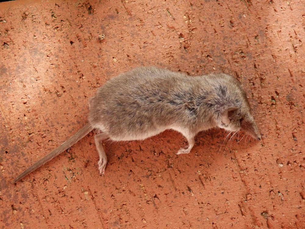 Hausspitzmaus (Crocidura russula) - leider tot
