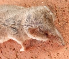 Hausspitzmaus (Crocidura russula) - leider tot