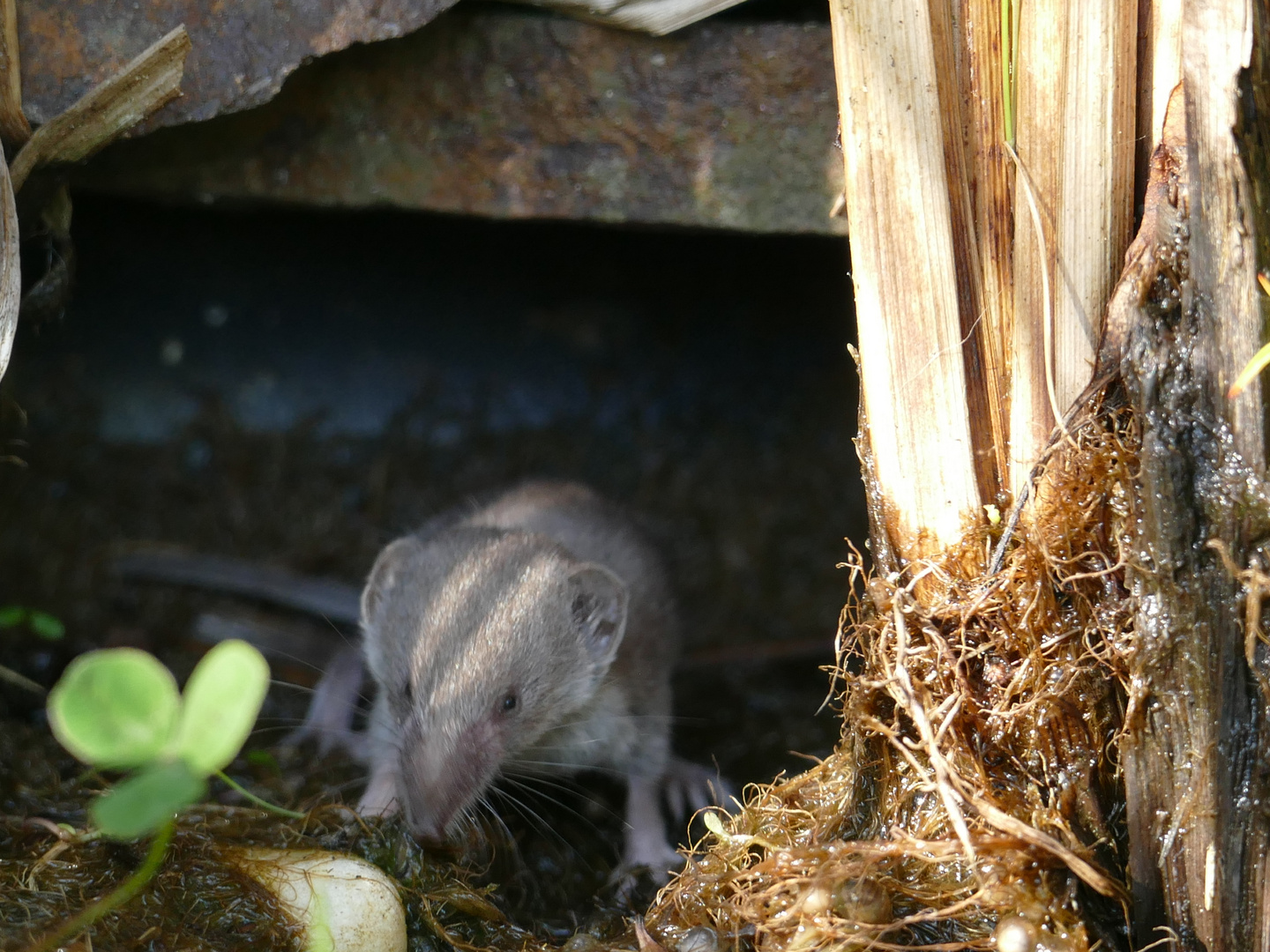 Hausspitzmaus