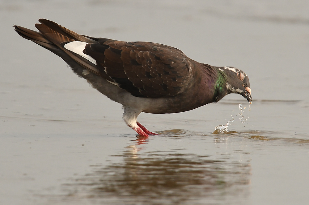 Haustaube beim trinken am Boddenwasser