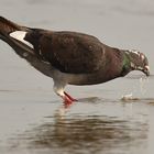 Haustaube beim trinken am Boddenwasser