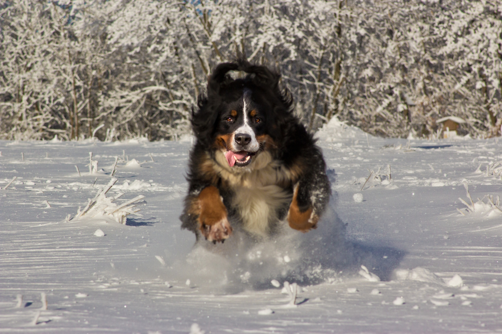 Haustier im Schnee