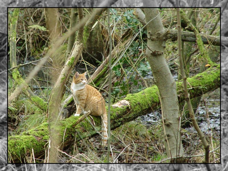 Haustier in der Wildniss...