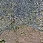 Haustier (Spinne am Haus)