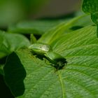 ..Haustierchen auf Balkonien