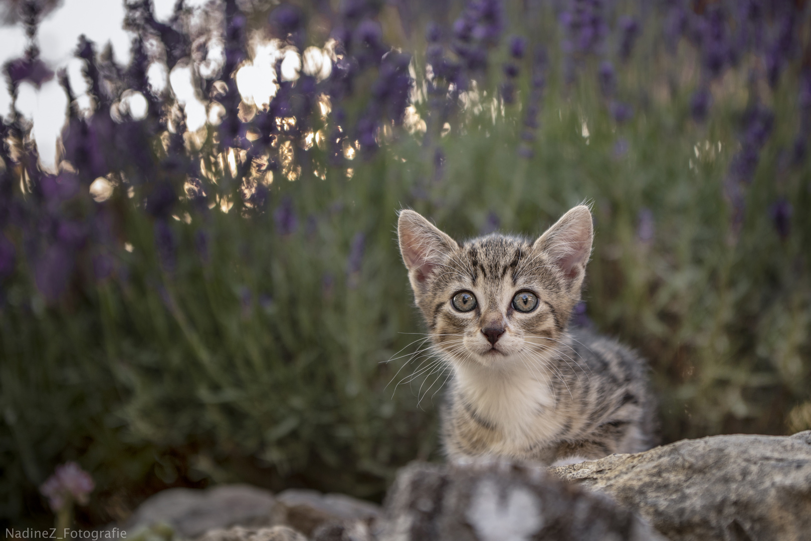 Haustierfotografie - Kitten & Katzen