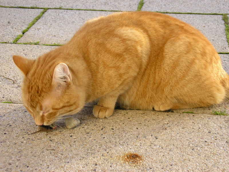 Haustiger beim Frühstück