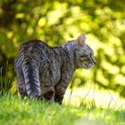 Haustiger in freier Wildbahn