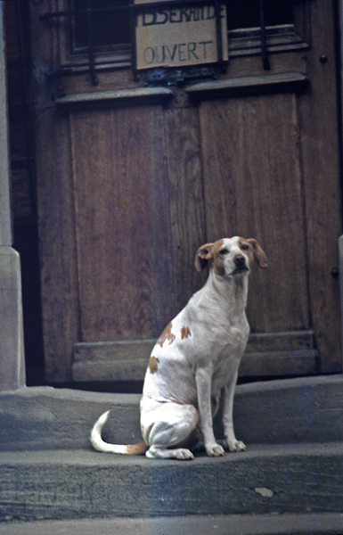 Haustür mit Hund