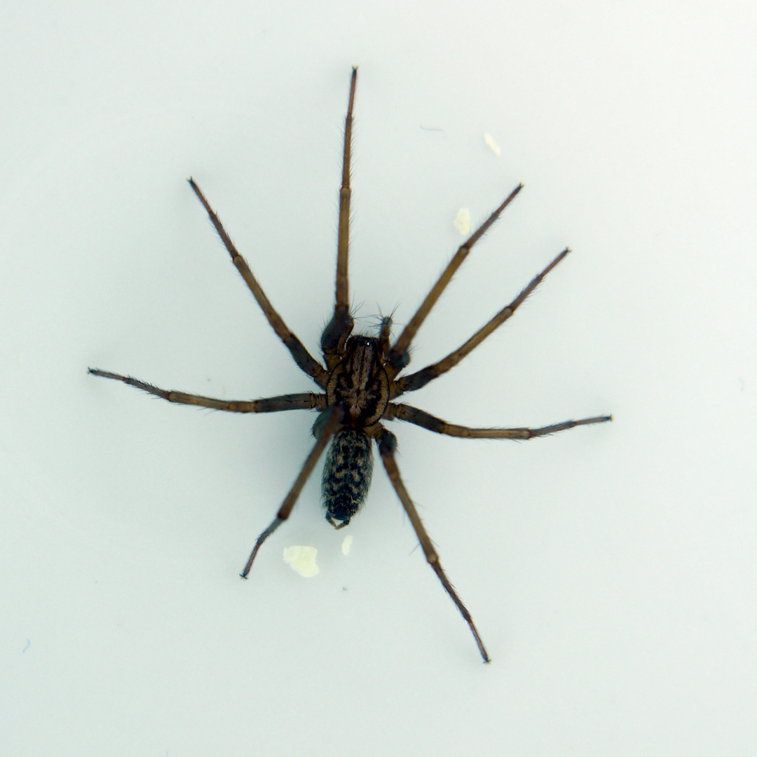 Hauswinkelspinne Foto & Bild | spinnen, jagdspinne, natur Bilder auf