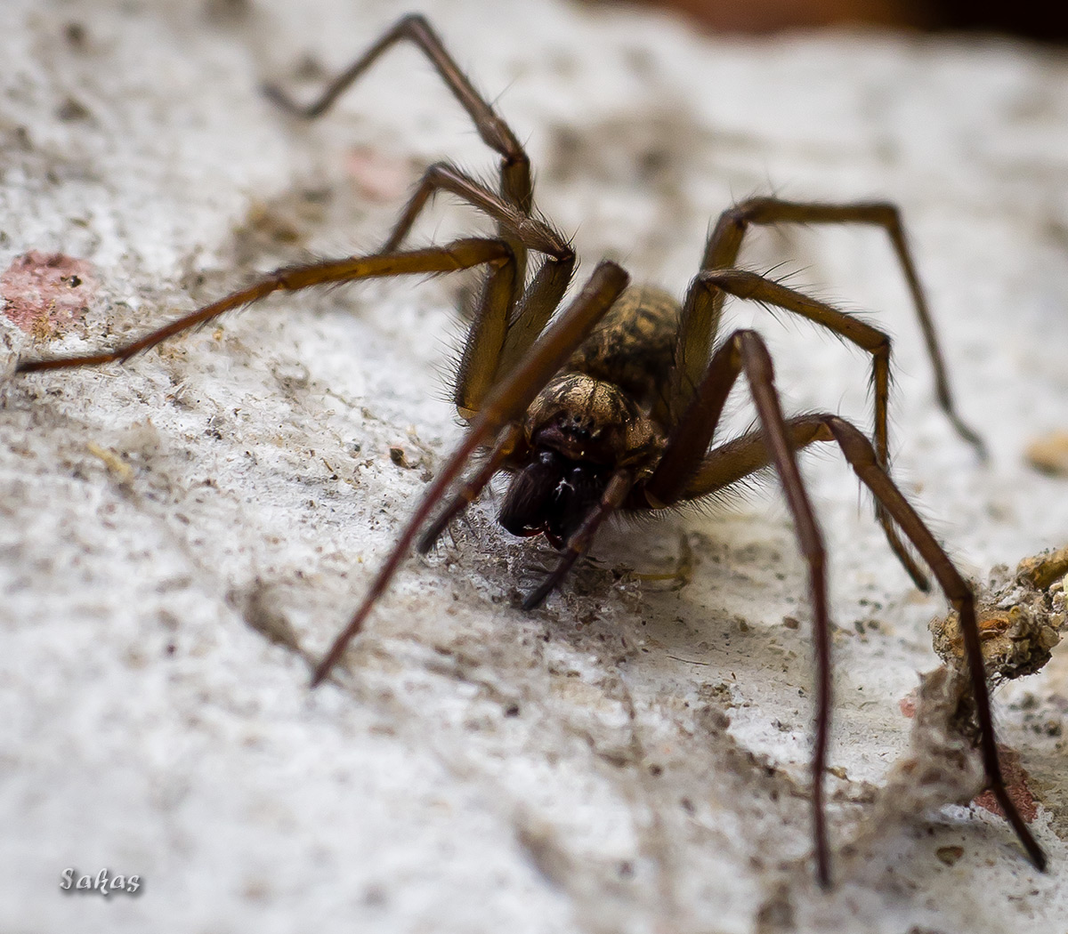 Hauswinkelspinne Foto & Bild | tiere, spinnen, natur Bilder auf ...