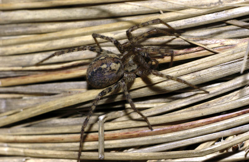 Hauswinkelspinne (tegenaria atrica)