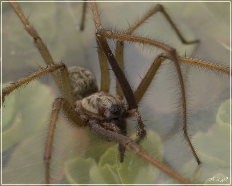 Hauswinkelspinne ( Tegenaria atrica)