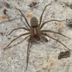 Hauswinkelspinne (Tegenaria atrica)