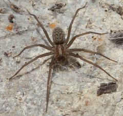 Hauswinkelspinne (Tegenaria atrica)