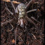 Hauswinkelspinne - Tegenaria atrica