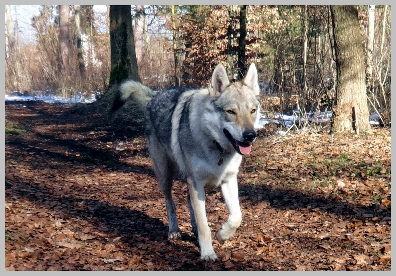 Hauswolf im Wald .