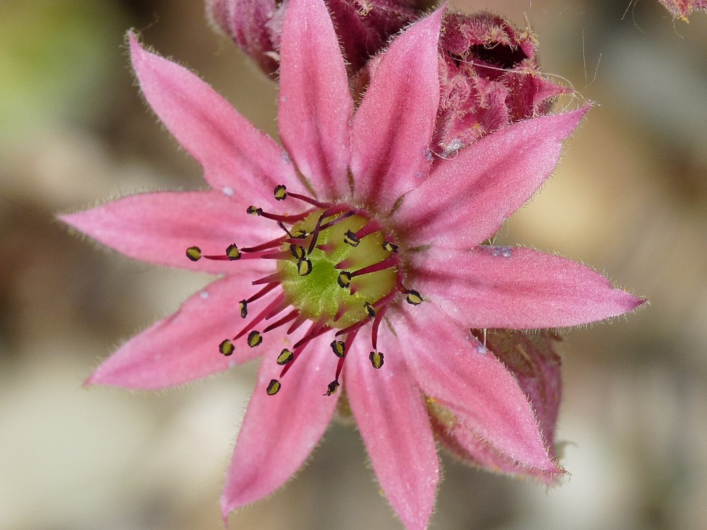 Hauswurz-Blüte