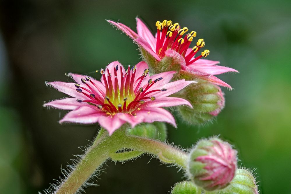 Hauswurz Blüten