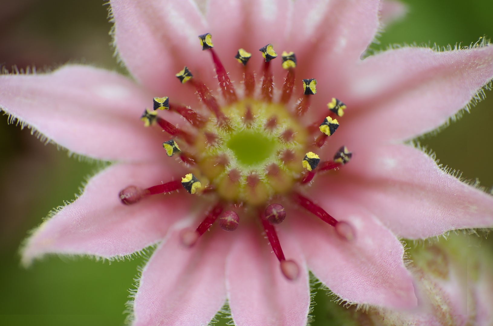 Hauswurz Einzelblüte