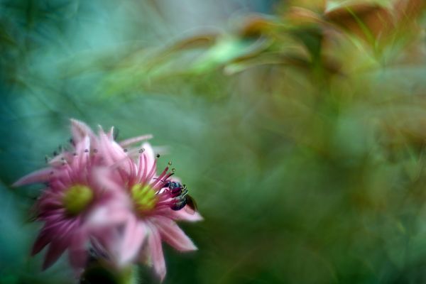 Hauswurz mit Wegwespe