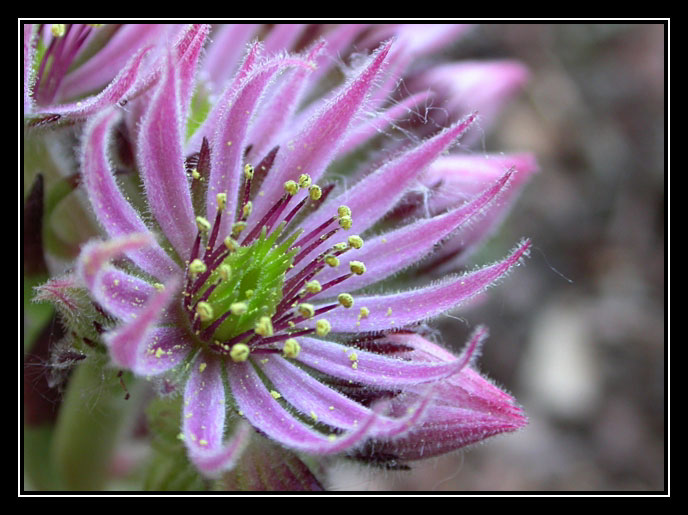 Hauswurz (Sempervivium)