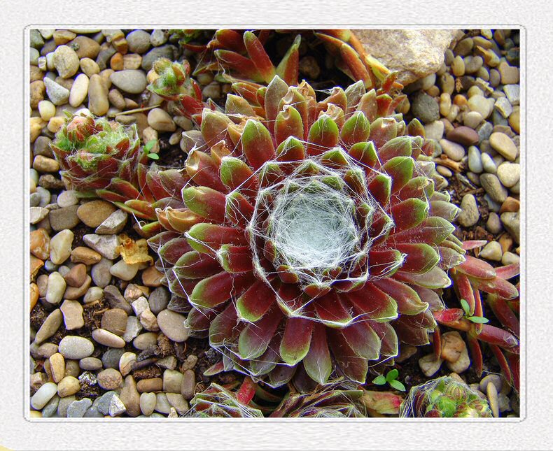 Hauswurz (Sempervivum) 1