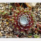 Hauswurz (Sempervivum) 1