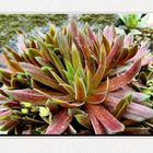 Hauswurz (Sempervivum) 1