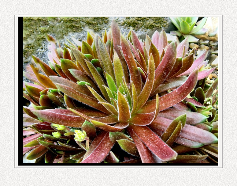 Hauswurz (Sempervivum) 1