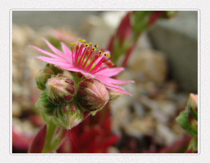 Hauswurz (Sempervivum) 2