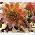 Hauswurz (Sempervivum) 3