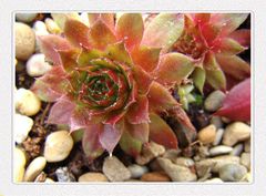 Hauswurz (Sempervivum) 3