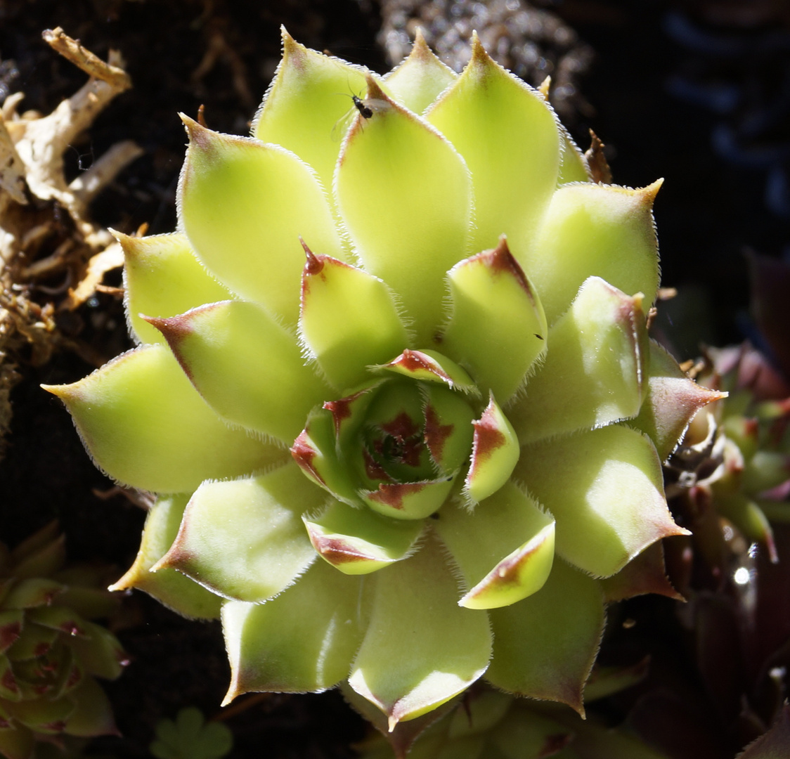 Hauswurz (Sempervivum)