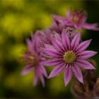 Hauswurz (Sempervivum )