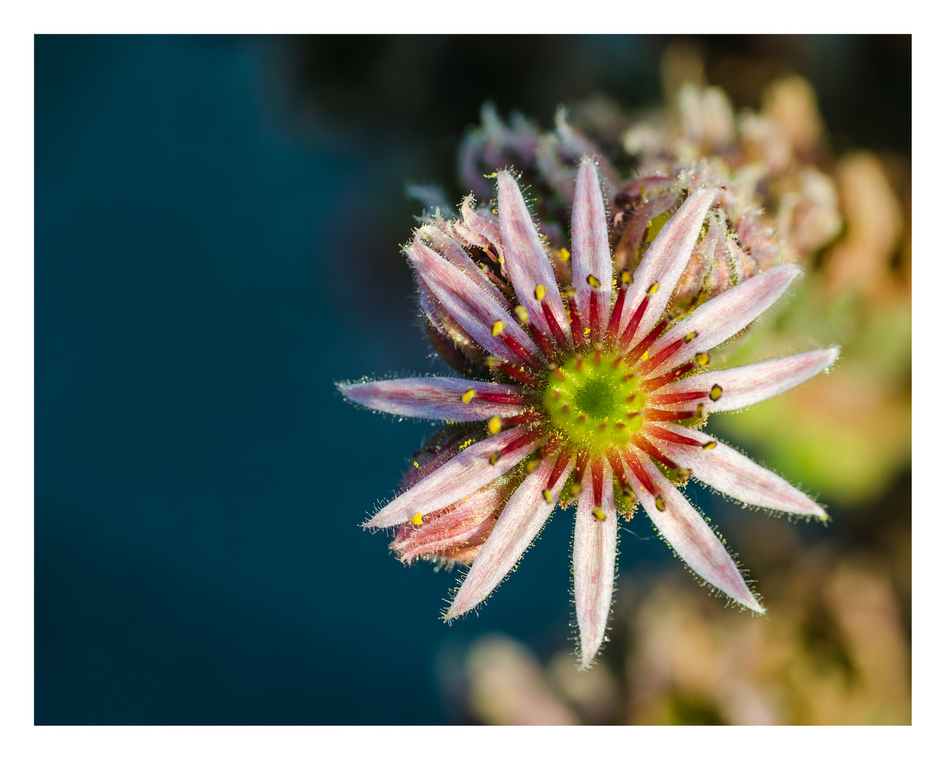 Hauswurz (Sempervivum)